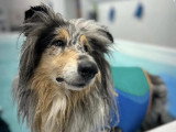 Collies of Ardennes Hearts