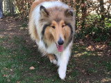 Collies of Ardennes Hearts