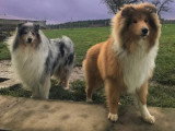 Collies of Ardennes Hearts