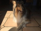 Collies of Ardennes Hearts