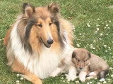Collies of Ardennes Hearts