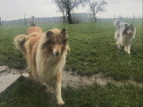 Collies of Ardennes Hearts