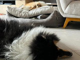 Collies of Ardennes Hearts