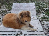 Collies of Ardennes Hearts