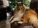 Collies of Ardennes Hearts