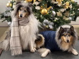 Collies of Ardennes Hearts