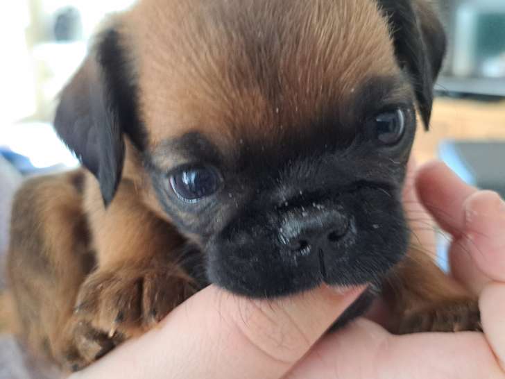 Yuki, femelle, disponible