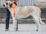 Perla du Haras du Paty reproductrice au Haras du Paty Championne de France, Championne d’Espagne, Championne des expositions nationales. Dysplasie A. Test de sociabilité excellent