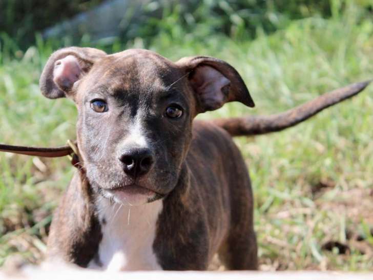 Julien Edu'Canine