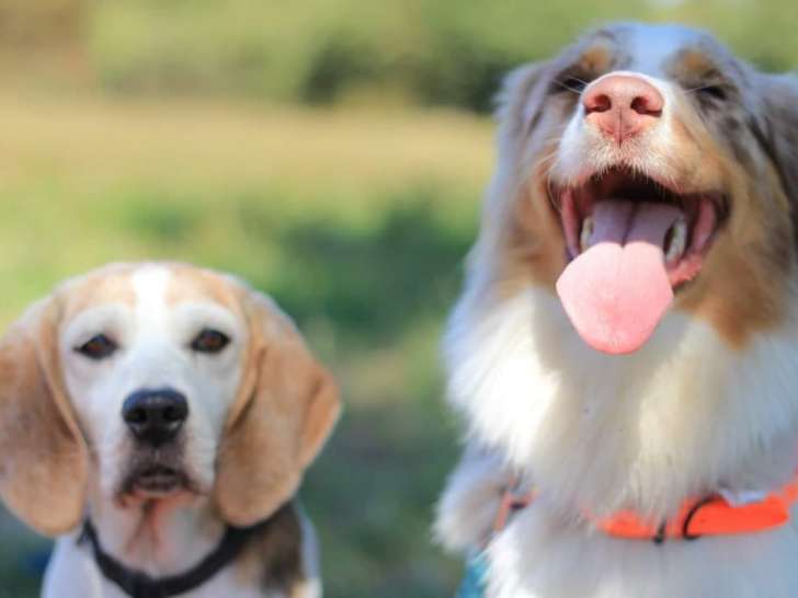 Vision Canine