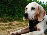 Vision Canine