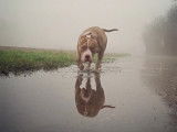 Vision Canine