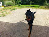 Vision Canine