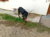 Vision Canine