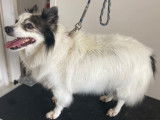 Bounty, un Spitz croisé Papillon de 14 ans, après son toilettage