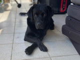Losto, un Labrador de 6 ans, est beau et coquin
