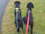 Travail de marche en laisse pour Tyson et Romy