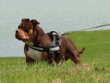 Punch Bully Standard de 38kg et un tour de cou de 61cm ?????????????