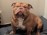 Toka Bully Pocket Exotique 16 mois 31kg