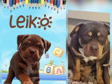 L'évolution de nos chiots fils de Punch et Stélla