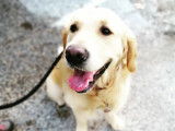 Dans les pattes d'un chien