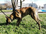 Dans les pattes d'un chien