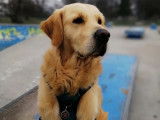 Dans les pattes d'un chien
