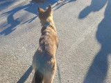 Dogs & Co 01