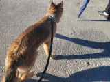 Dogs & Co 01