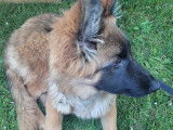 Dogs & Co 01