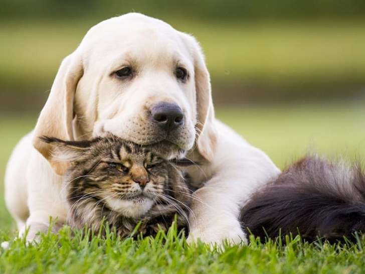 Clinique vétérinaire des Étangs