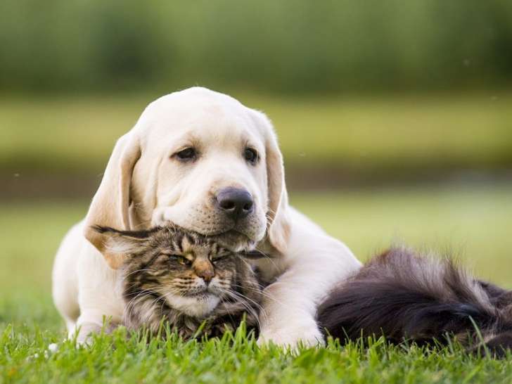 Cabinet v&eacute;t&eacute;rinaire de Saint Vallier