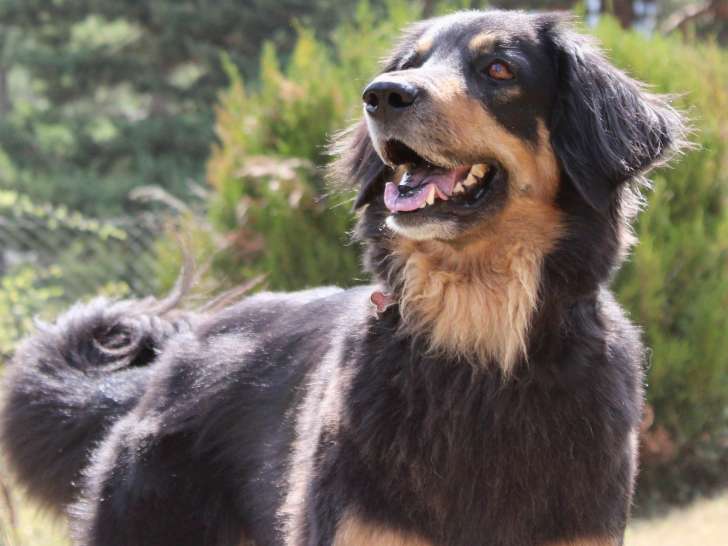 Club Fran&ccedil;ais du Hovawart