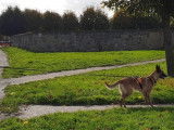 Côté Chiens