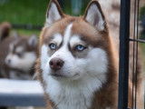 Blue Moon Pomsky
