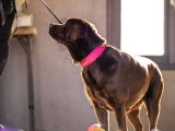 We Can Dog It