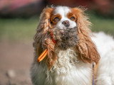 We Can Dog It