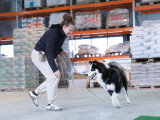 We Can Dog It