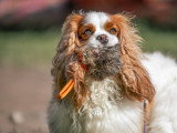 We Can Dog It