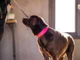 We Can Dog It
