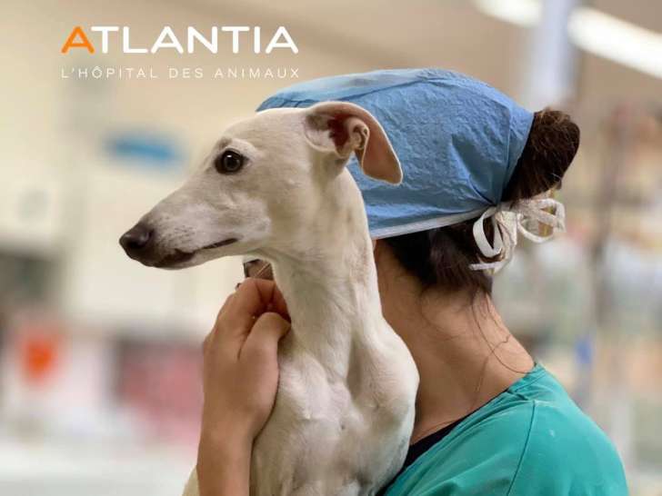 Atlantia