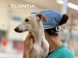 Atlantia