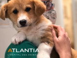 Atlantia