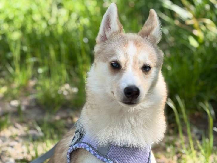 Esprit chien et chat