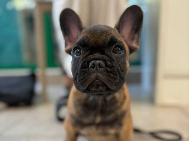 Clinique vétérinaire des Écrins