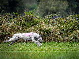 Irish Wolfhound Club of Canada