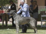 Irish Wolfhound Club of Canada
