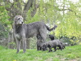 Irish Wolfhound Club of Canada