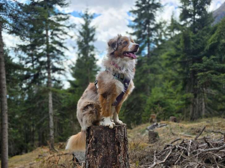 Ec-Dog