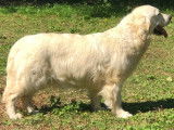 Mademoiselle chanel du Domaine des Rives de l'Erdre